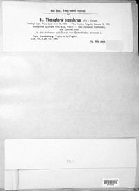 Thecaphora capsularum image